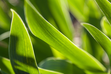 Abstract image on plant theme