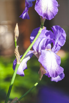 beautiful lilac flower iris closeup