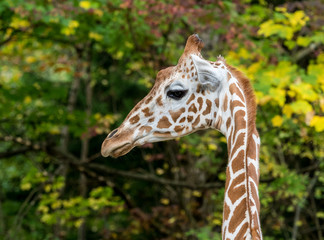 Giraffe
