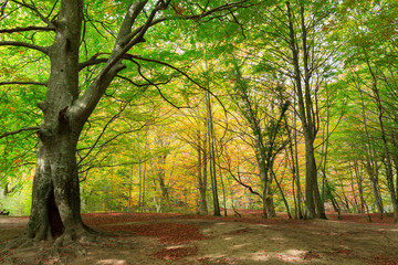 The natural park of Urederra autumnal, Spain