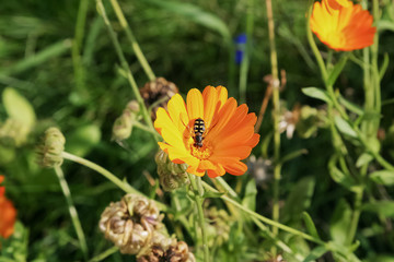 wasp on flower