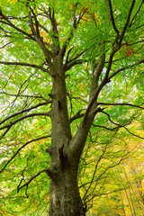 The natural park of Urederra autumnal, Spain