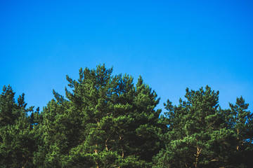 Beautiful summer forest with different trees