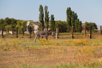 Plains zebra (Equus quagga)