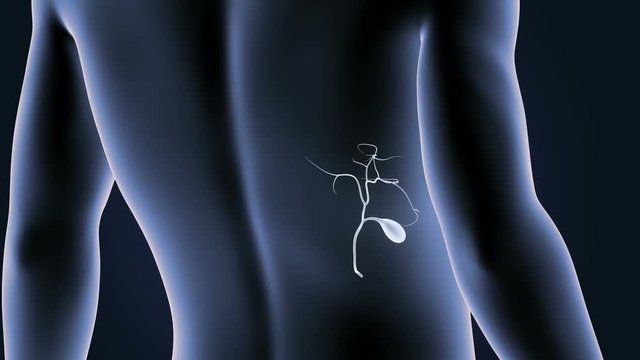 Gallbladder with Body closeup