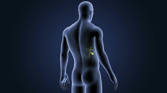 Gallbladder with Body.