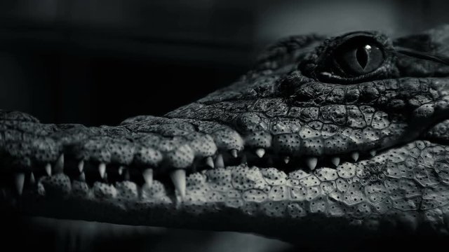 the crocodile is hiding and only blinks
