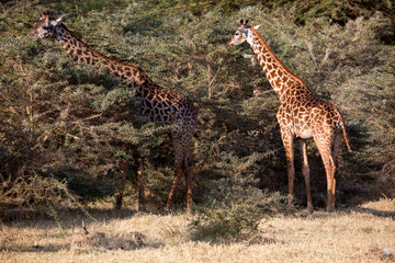 Wildlebende Giraffe (Giraffa) - Afrika