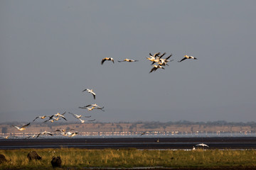 Pelikane (Pelecanidae, Pelecanus)