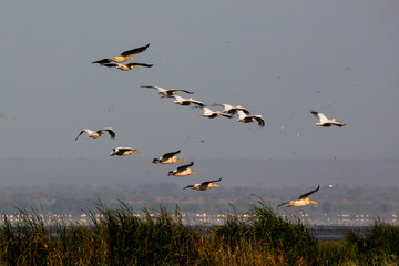 Pelikane (Pelecanidae, Pelecanus)