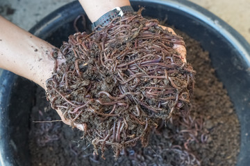 Earthworm farm - African Night Crawler / Using earthworm to produce fertile soil and organic farming