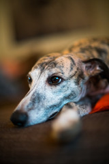whippet