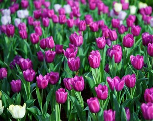 Fototapeta premium Group of purple tulips garden background