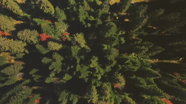 Vue a&eacute;riennes de sapins d'automne - 4K