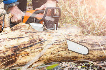 Man Saws petrol saw tree trunk. Selective focus