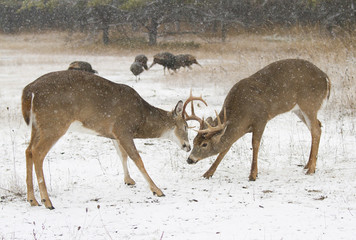 Obraz premium Two white-tailed deer bucks fighting each other on a snowy day in Ottawa, Canada