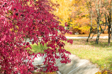 Naklejka premium Autumn magic in the city park