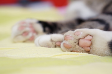 Cat in bedroom on bed