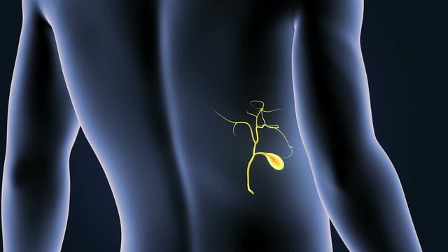Gallbladder with Body closeup