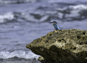 Common Kingfisher Sitting on the Sea Rock