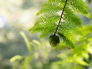 Cone and foliage of coniferous tree