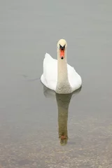 Photo sur Plexiglas Anti-reflet Cygne Mute swan in water
