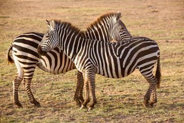 Fototapeta na wymiar Wilde Zebras (Equus quagga) (Steppenzebras) - Tansania - Afrika
