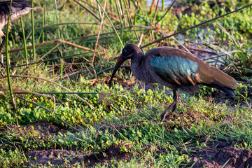 Naklejka premium Hagedasch (Bostrychia hagedash)