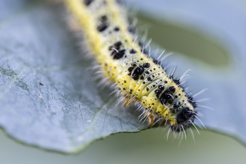Adult white cabbage caterpillar on the plant.