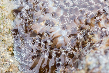Obraz na płótnie Canvas Sea anemones are a group of marine,Sea anemones are classified in the phylum Cnidaria, class Anthozoa, subclass Hexacorallia for education.