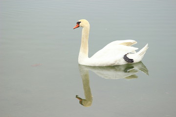 Swan