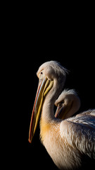 pelikan 