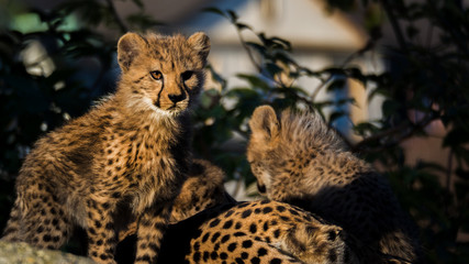 geparden familie © JK