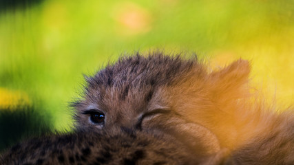 portrait junger gepard © JK