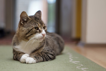 Cat in room
