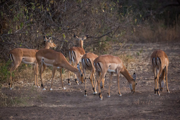 Impalas (Aepyceros) - Afrika