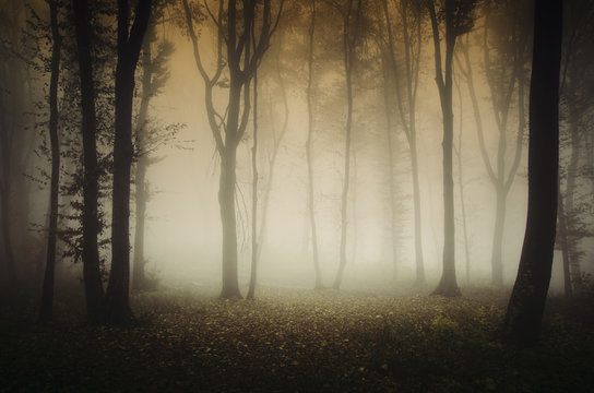 autumn in forest, misty landscape © andreiuc88