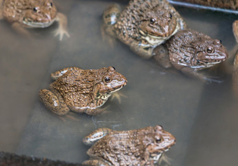 close up edible frogs in concrete tank habitat at aquaculture farm
