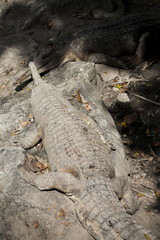 Fototapeta premium False Gharial / False Gharial is crocodile species Tomistoma Schlegelii , long snout , found in Malaysia and Indonesia 