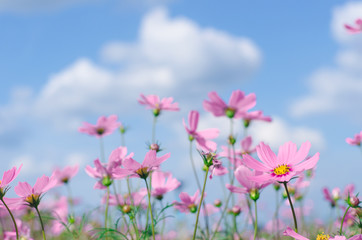 Obraz na płótnie Canvas Pink and white cosmos flowers garden.