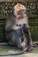 Monkey in forest park in Ubud - Bali Indonesia