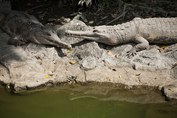 False Gharial  / False Gharial  is crocodile species Tomistoma  Schlegelii , long snout , found in Malaysia and Indonesia
