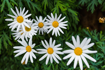 Fototapeta premium Chamomile flowers - floral background