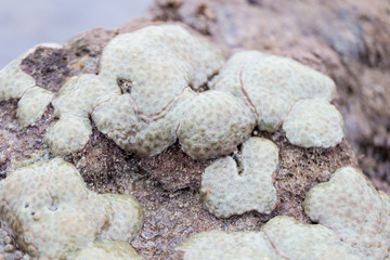 The Alcyonacea, or soft corals, are an order of corals which do not produce calcium carbonate skeletons in sea for education.