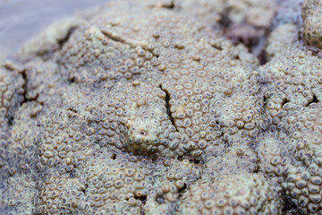 The Alcyonacea, or soft corals, are an order of corals which do not produce calcium carbonate skeletons in sea for education.