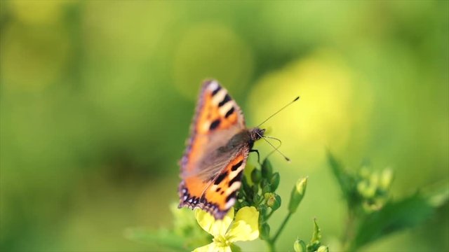 Butterfly closeup on a flower in slow motion