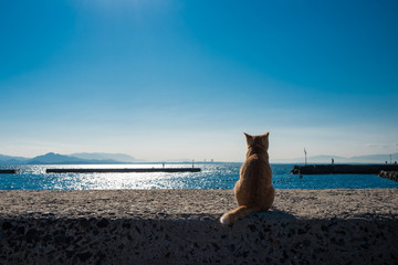 Sea Cat © 건욱 박