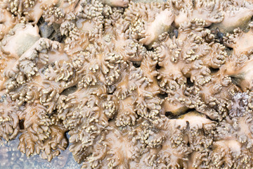 The Alcyonacea, or soft corals, are an order of corals which do not produce calcium carbonate skeletons in sea for education.
