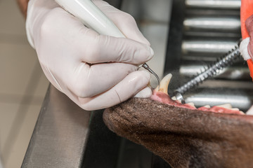 Le vétérinaire chirurgien effectue un détartrage et des soins dentaires sur un chien, un chat....