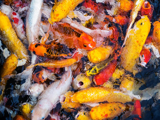 Obraz na płótnie Canvas Koi fish in pond.